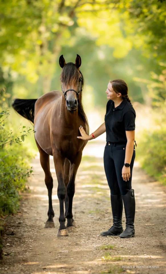 Azzaro de gacia - Arabisch volbloed 2022 ,  LAZEEZ AL SHAHANIA