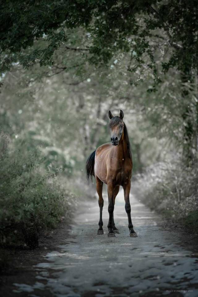 Azzaro de gacia - Arabisch volbloed 2022 ,  LAZEEZ AL SHAHANIA
