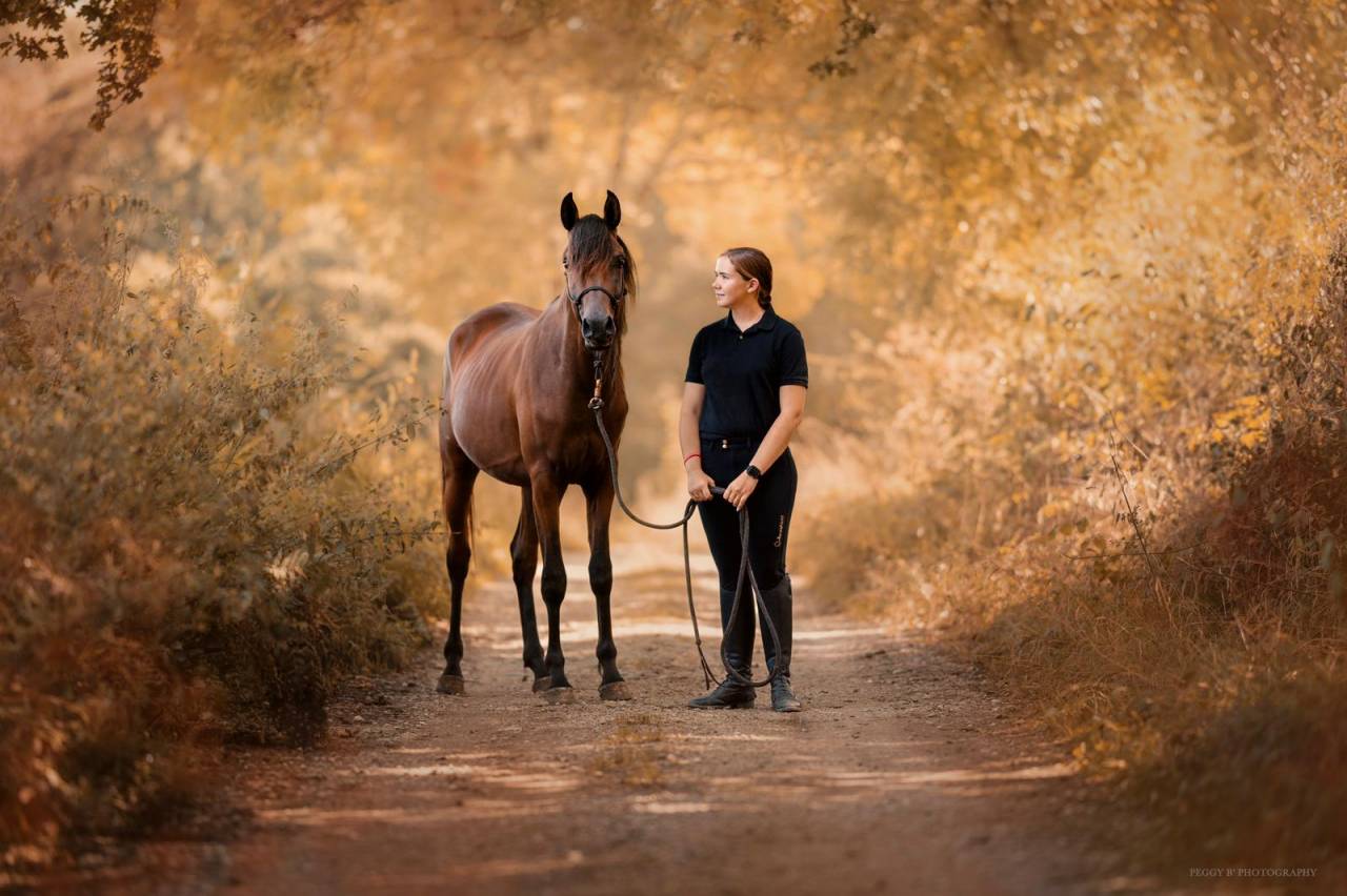 Azzaro de gacia - Arabisch volbloed 2022 ,  LAZEEZ AL SHAHANIA