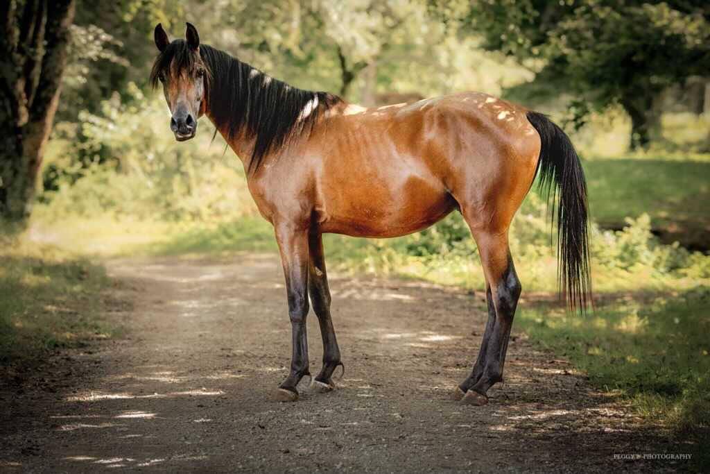 Azzaro de gacia - Arabisch volbloed 2022 ,  LAZEEZ AL SHAHANIA