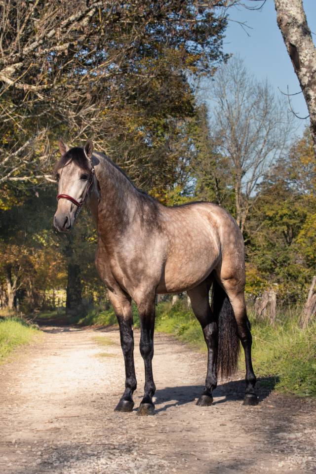 Nacar de lucia - PRE Puur Ras Spaans 2021 ,  golden de lydia