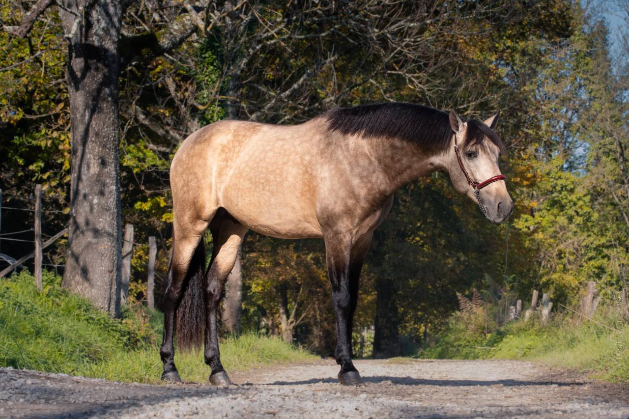 Nacar de lucia - PRE Puur Ras Spaans 2021 ,  golden de lydia