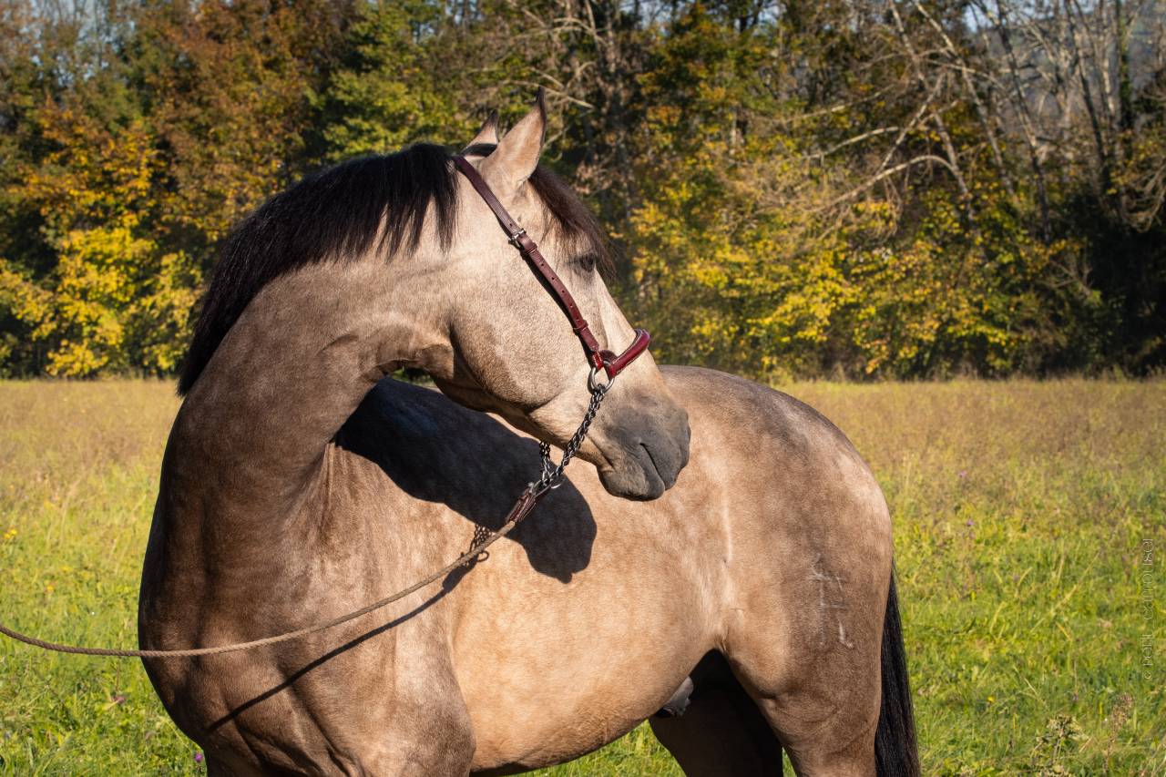 Nacar de lucia - PRE Puur Ras Spaans 2021 ,  golden de lydia