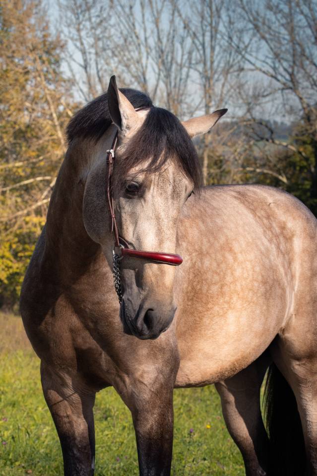 Nacar de lucia - PRE Puur Ras Spaans 2021 ,  golden de lydia