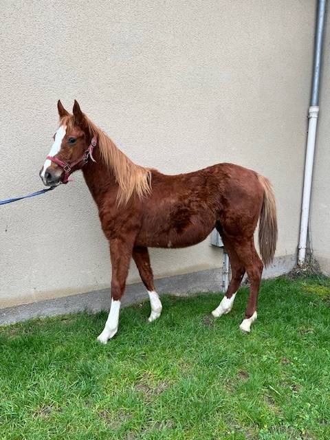 Ruin Selle Français Te koop 2023 Vos ,  ROY DE LA VALLEE