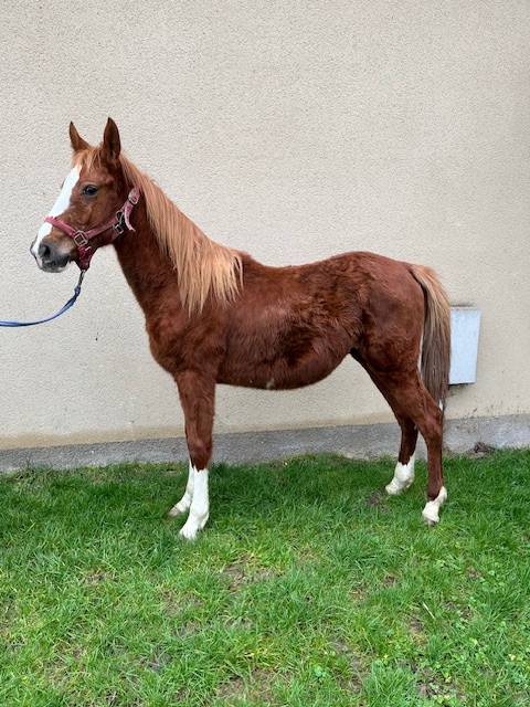 Ruin Selle Français Te koop 2023 Vos ,  ROY DE LA VALLEE