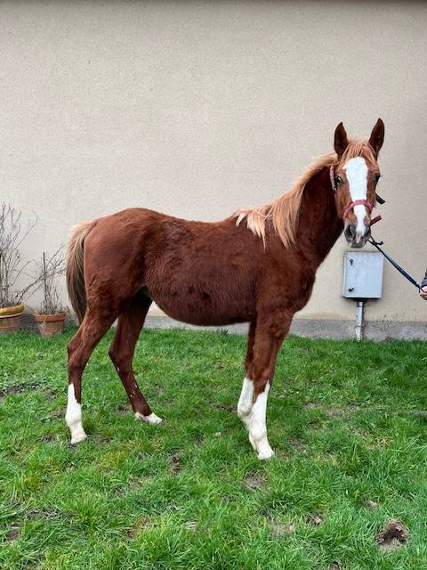 Ruin Selle Français Te koop 2023 Vos ,  ROY DE LA VALLEE