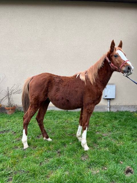 Ruin Selle Français Te koop 2023 Vos ,  ROY DE LA VALLEE