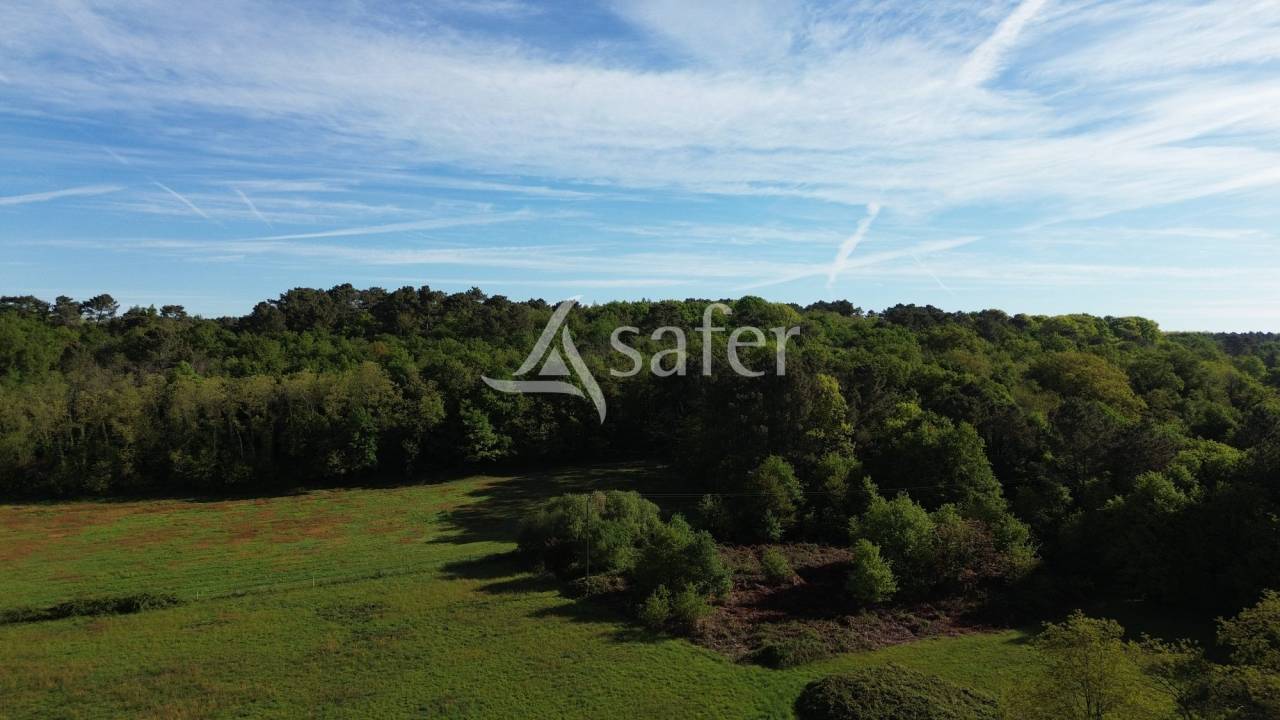 Schapen exploitatie Koop Dordogne