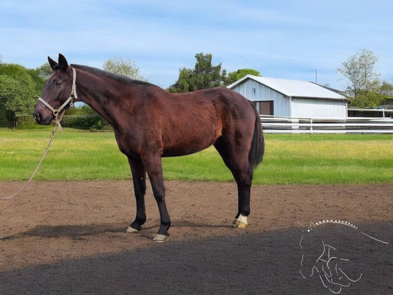Ruin Franse draver  Te koop 2014 Donker bruin / bai ,  Repeat Love