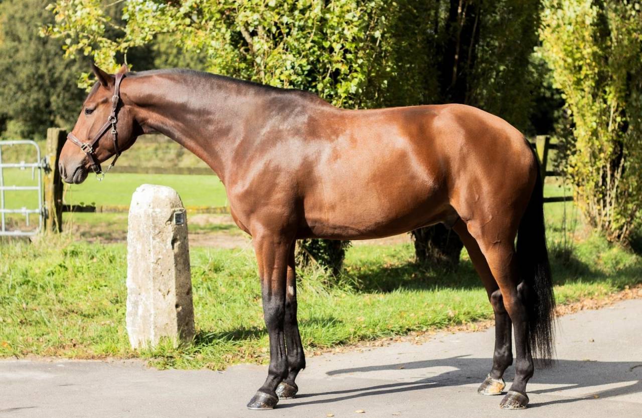 Ruin Holsteiner Te koop 2018 Donker bruin / bai ,  CANTURANO