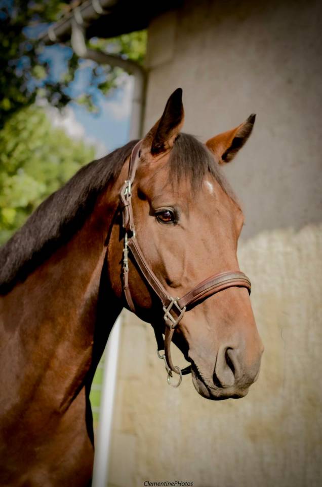 Ruin Holsteiner Te koop 2018 Donker bruin / bai ,  CANTURANO