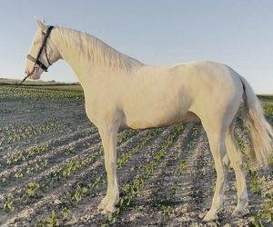 Ruin Ras onbekend Te koop 2021 Overige kleuren