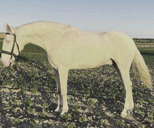 Ruin Ras onbekend Te koop 2021 Overige kleuren