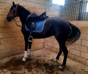 Merrie Ras onbekend Te koop 2021 Schimmel