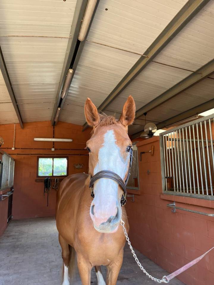 Merrie Selle Français Te koop 2021 Vos ,  Colorit