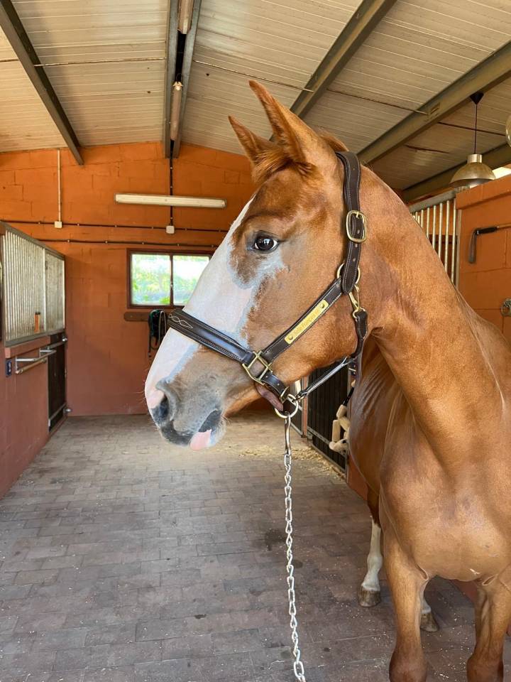 Merrie Selle Français Te koop 2021 Vos ,  Colorit