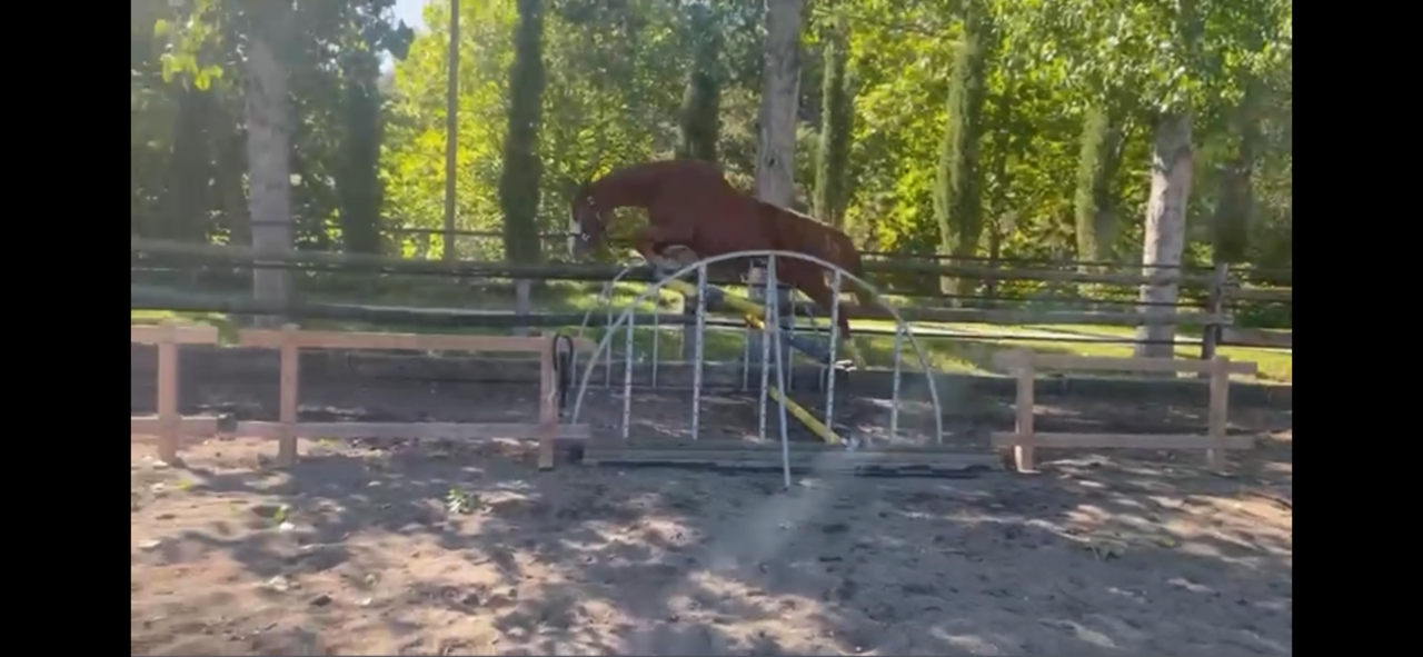 Merrie Selle Français Te koop 2021 Vos ,  Colorit