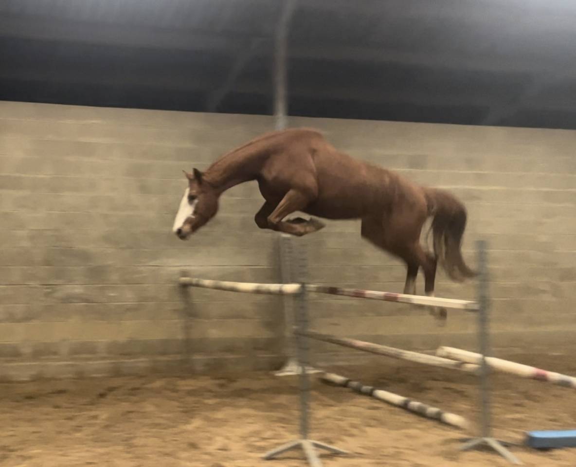 Merrie Selle Français Te koop 2021 Vos ,  Colorit