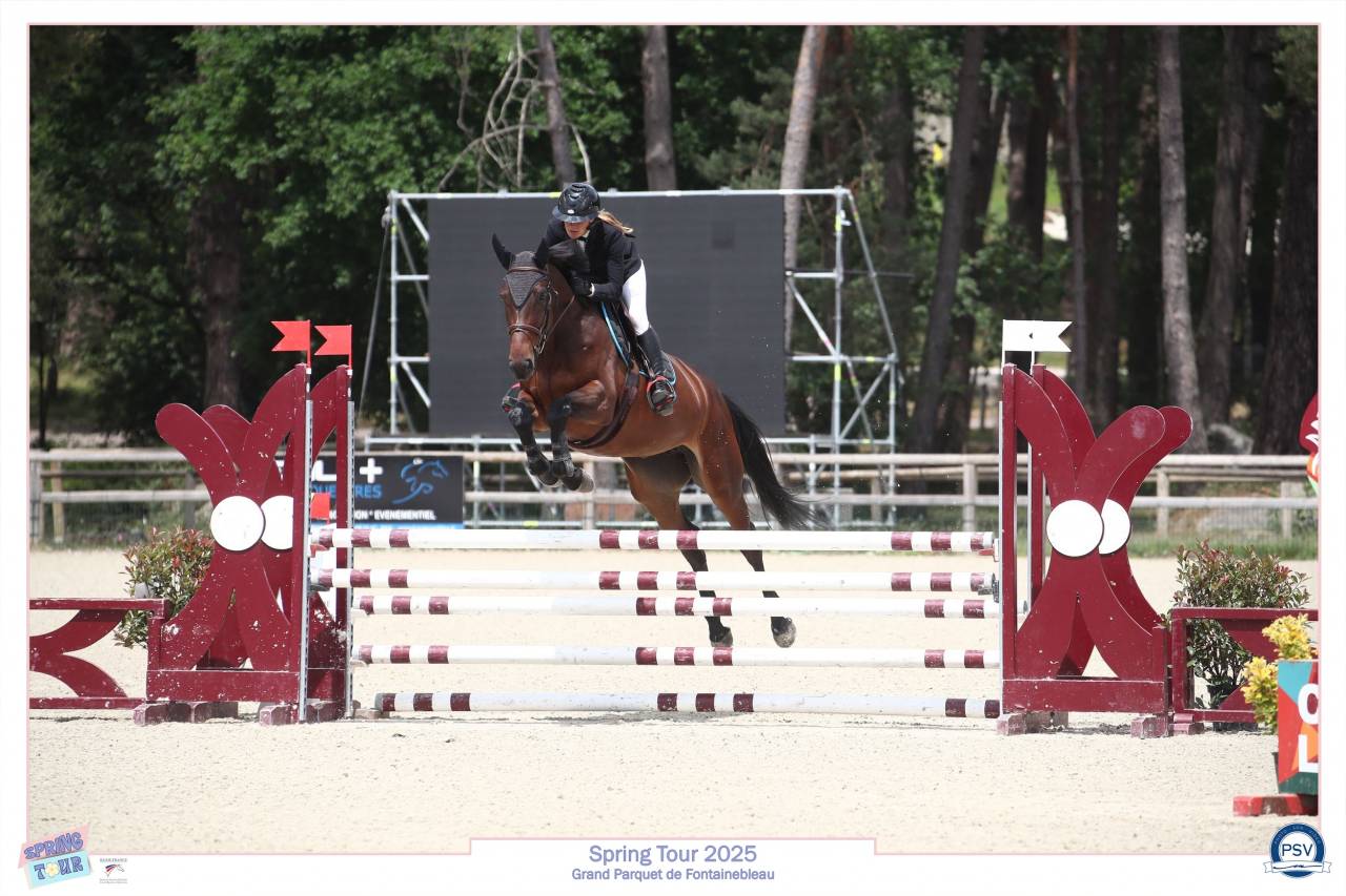 Merrie Selle Français Te koop 2021 Donker bruin / bai ,  MASTER VAN DE HELLE (BEL) SBS 1996