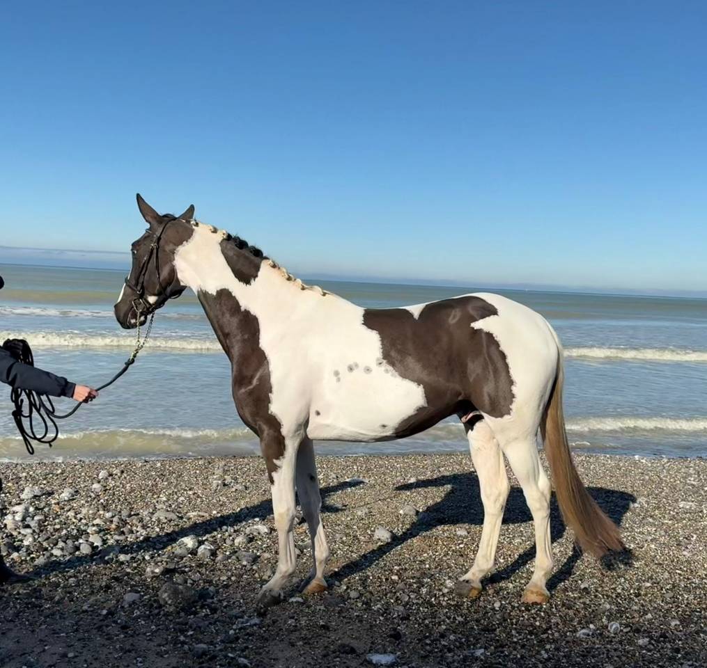 Linvictus d’Enjoy  - AES Anglo European Studbook 2021 ,  grimoire d’elphen