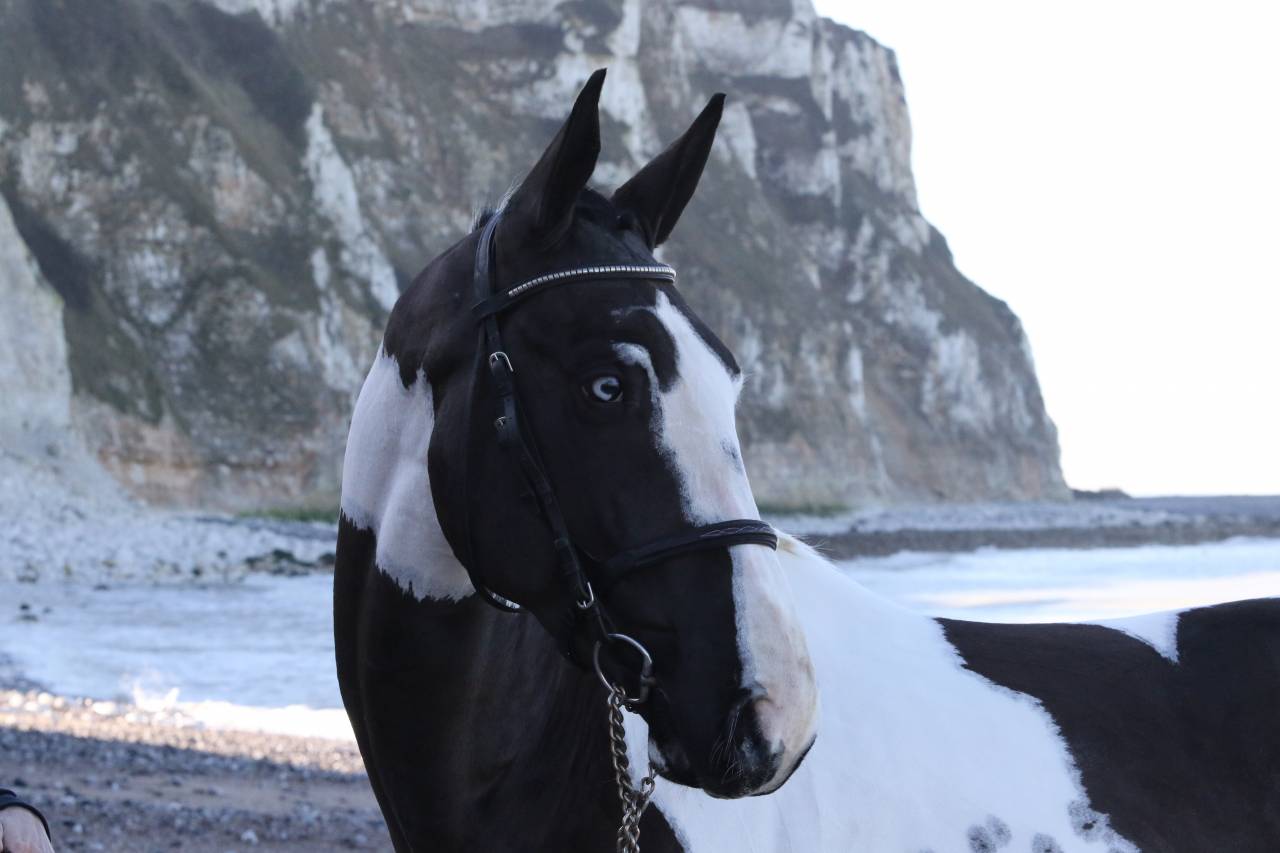 Linvictus d’Enjoy  - AES Anglo European Studbook 2021 ,  grimoire d’elphen