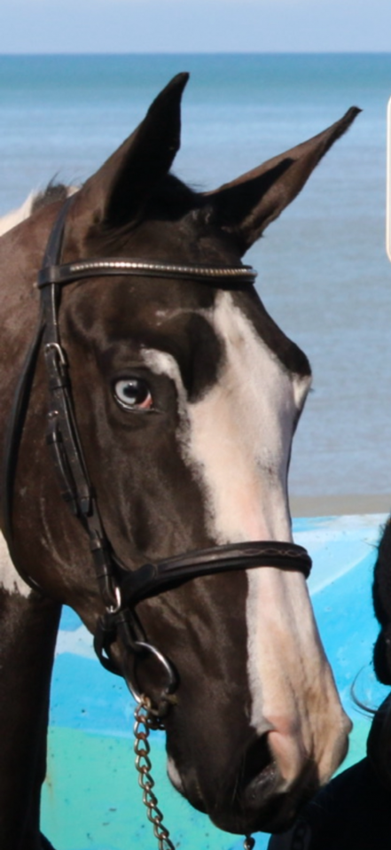 Linvictus d’Enjoy  - AES Anglo European Studbook 2021 ,  grimoire d’elphen