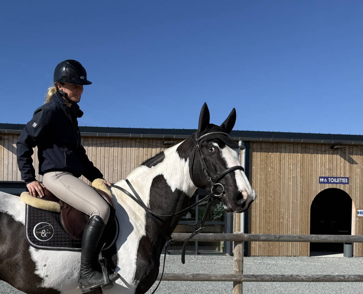 Linvictus d’Enjoy  - AES Anglo European Studbook 2021 ,  grimoire d’elphen