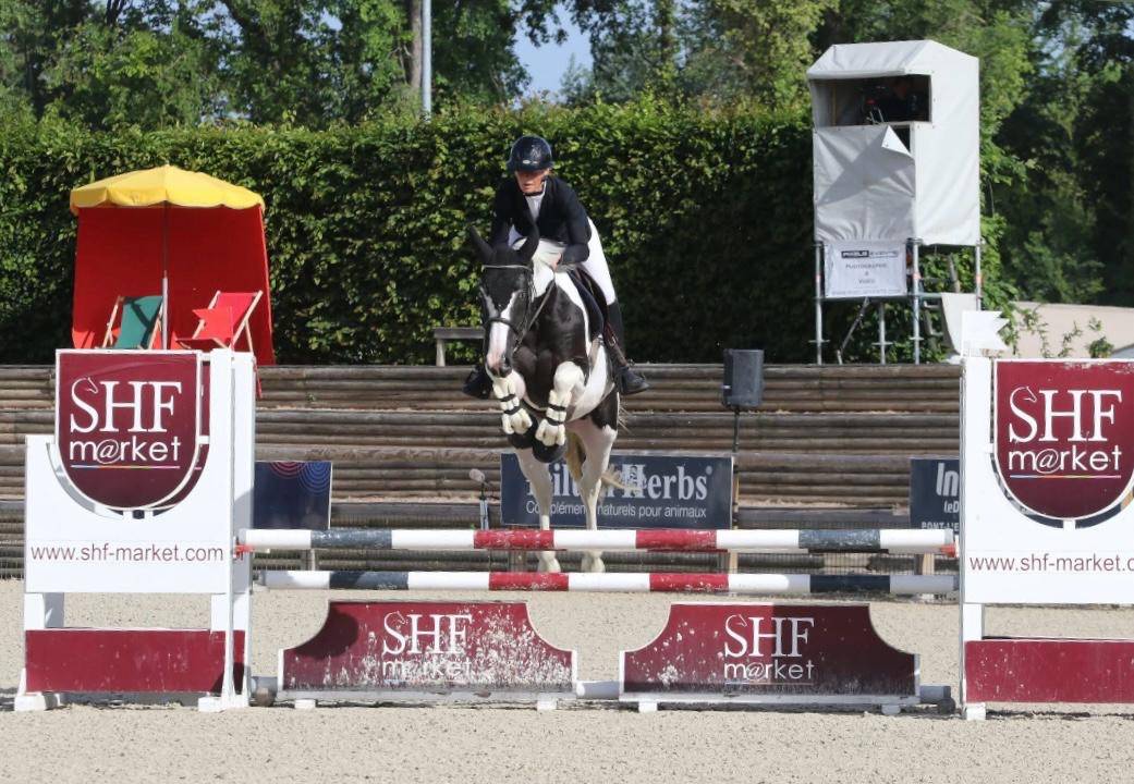 Linvictus d&rsquo;Enjoy  - AES Anglo European Studbook 2021 ,  grimoire d&rsquo;elphen