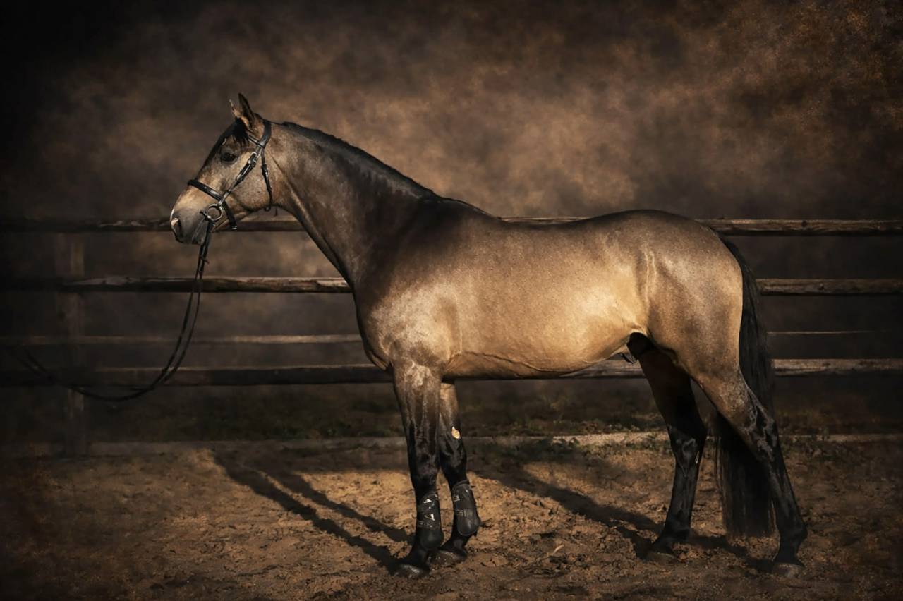 Myst&egrave;re d&rsquo;elphen  - Selle Fran&ccedil;ais 2022 ,  Hanes