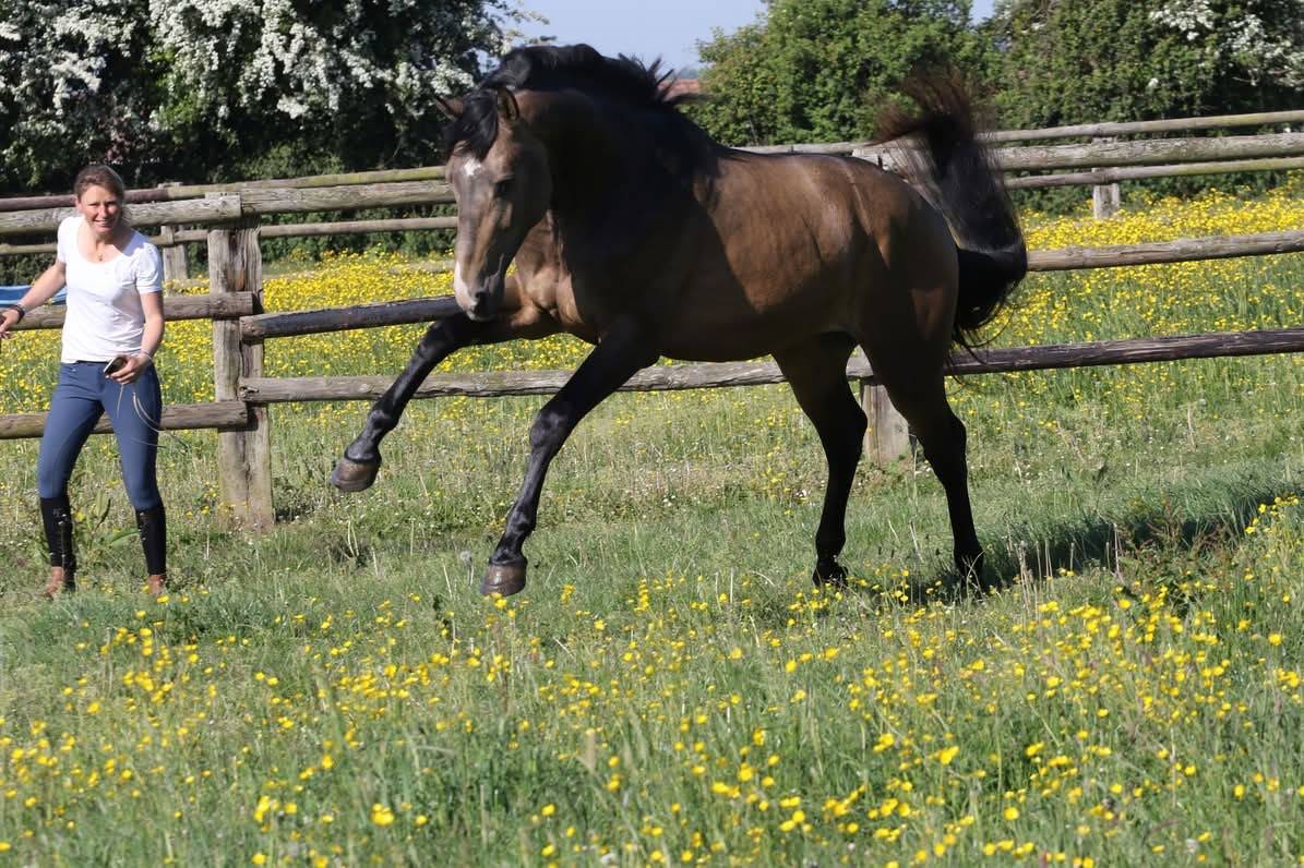 Myst&egrave;re d&rsquo;elphen  - Selle Fran&ccedil;ais 2022 ,  Hanes