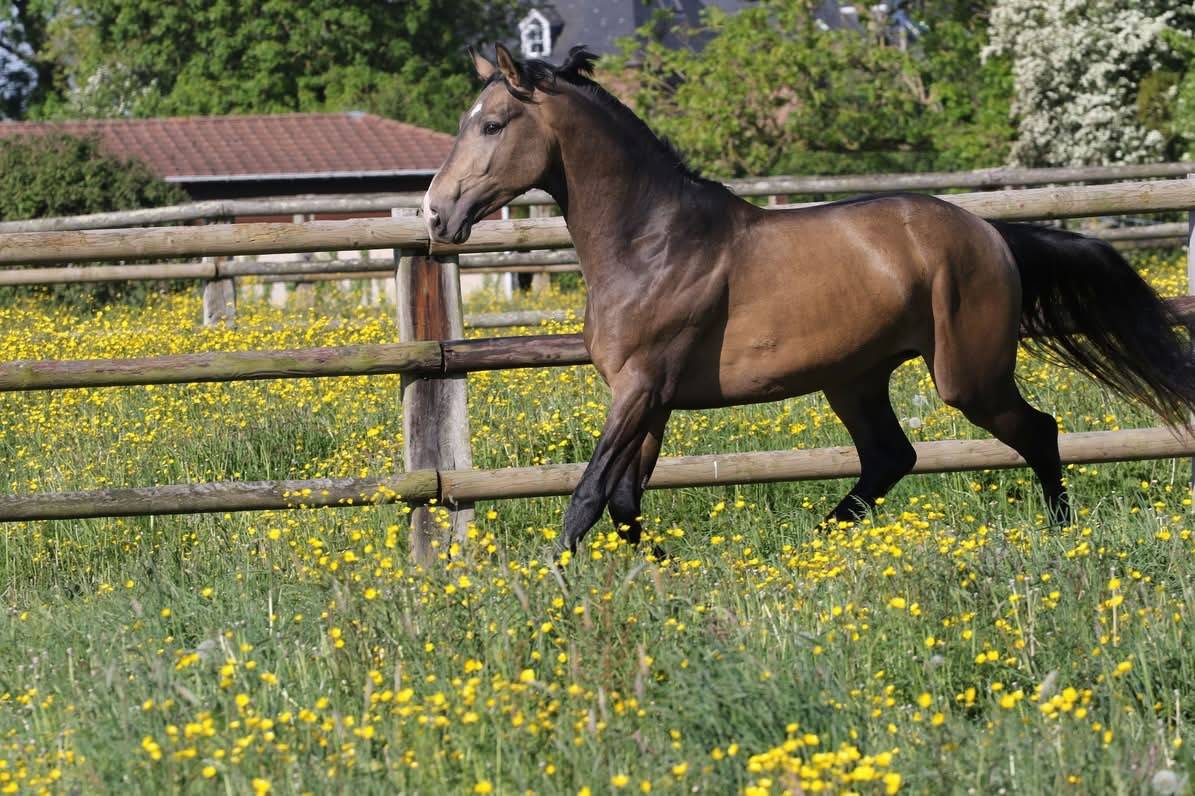 Myst&egrave;re d&rsquo;elphen  - Selle Fran&ccedil;ais 2022 ,  Hanes