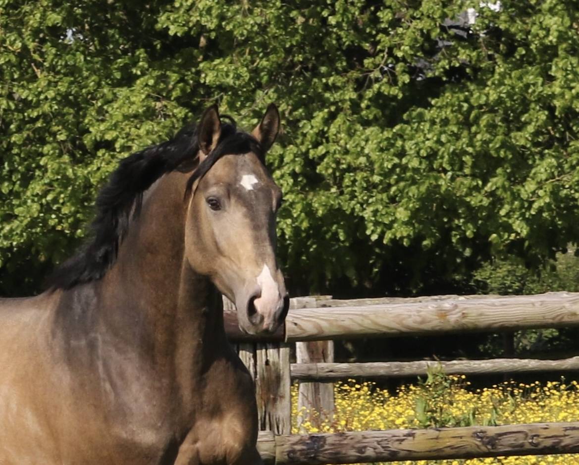 Myst&egrave;re d&rsquo;elphen  - Selle Fran&ccedil;ais 2022 ,  Hanes