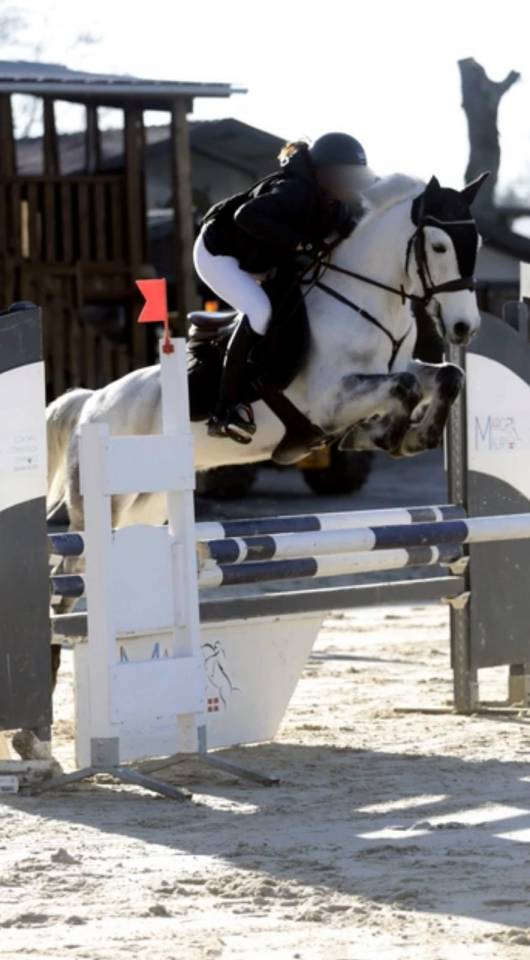 Ruin Connemara Te koop 2013 Donker bruin / bai ,  espoir kerhamonic