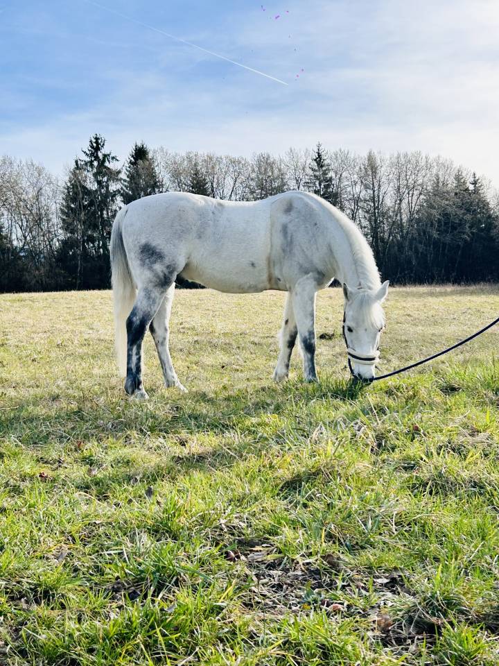Ruin Connemara Te koop 2013 Donker bruin / bai ,  espoir kerhamonic