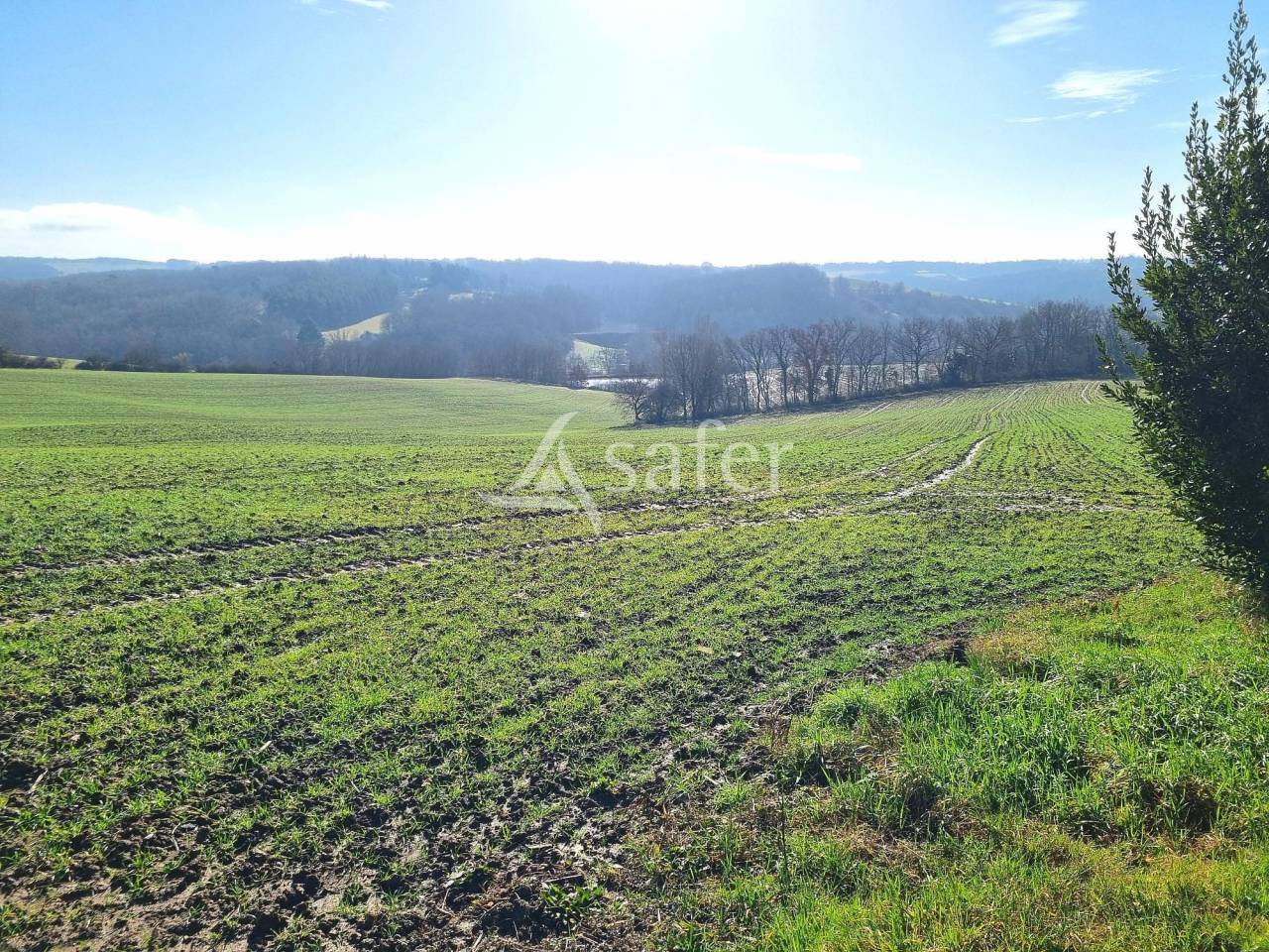 Schapen exploitatie Koop Tarn-et-Garonne