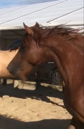 Veulen (vr) Arabier Te koop 2022 Vos ,  RAMSES ORIENTAL