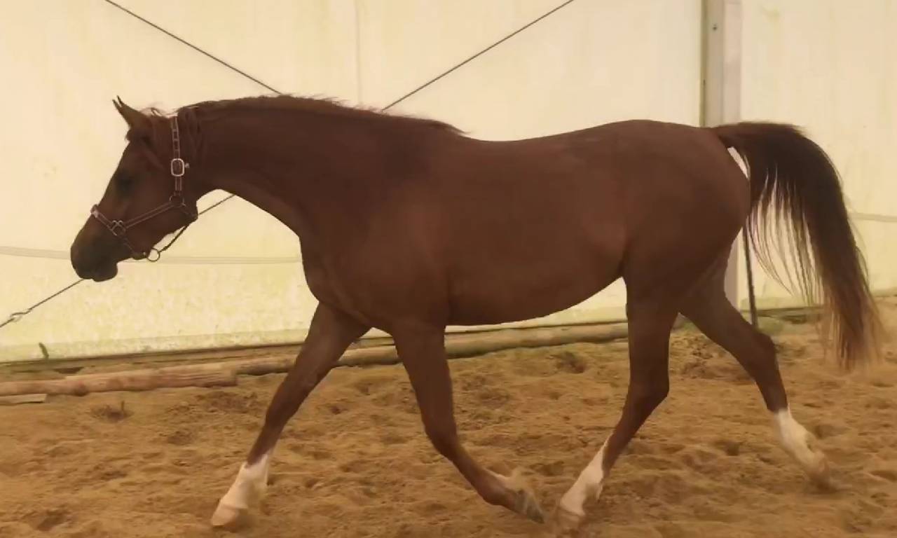 Veulen (vr) Arabier Te koop 2022 Vos ,  RAMSES ORIENTAL