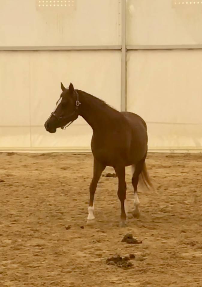 Veulen (vr) Arabier Te koop 2022 Vos ,  RAMSES ORIENTAL