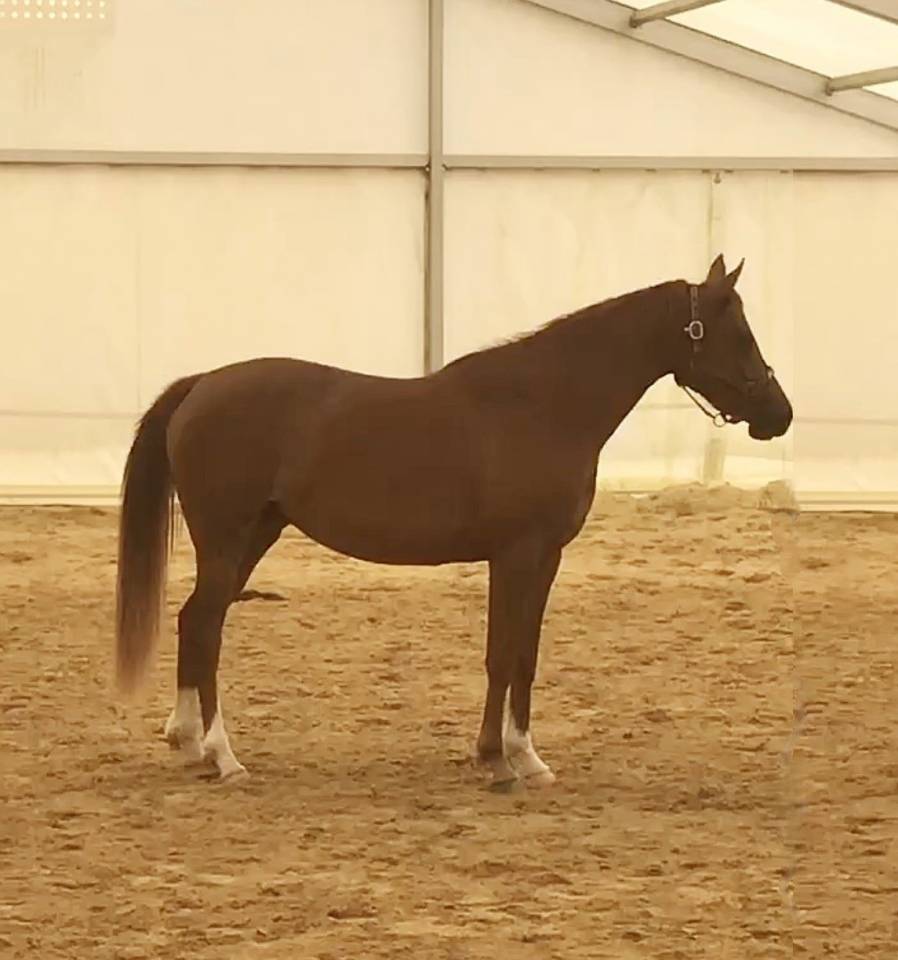 Veulen (vr) Arabier Te koop 2022 Vos ,  RAMSES ORIENTAL