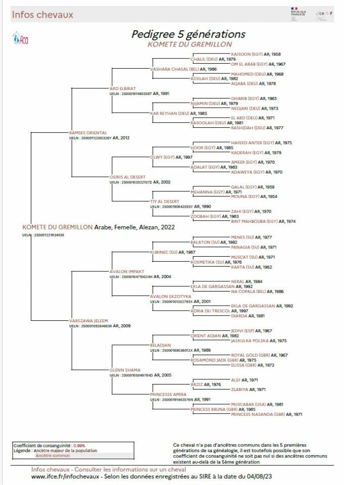 Veulen (vr) Arabier Te koop 2022 Vos ,  RAMSES ORIENTAL