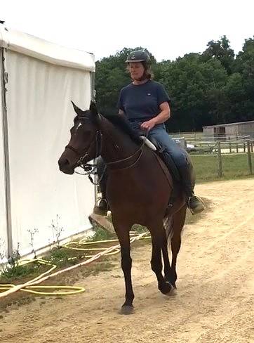 Merrie Arabier Te koop 2022 Donker bruin / bai ,  RAMSES ORIENTAL