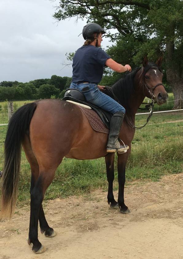 Merrie Arabier Te koop 2022 Donker bruin / bai ,  RAMSES ORIENTAL