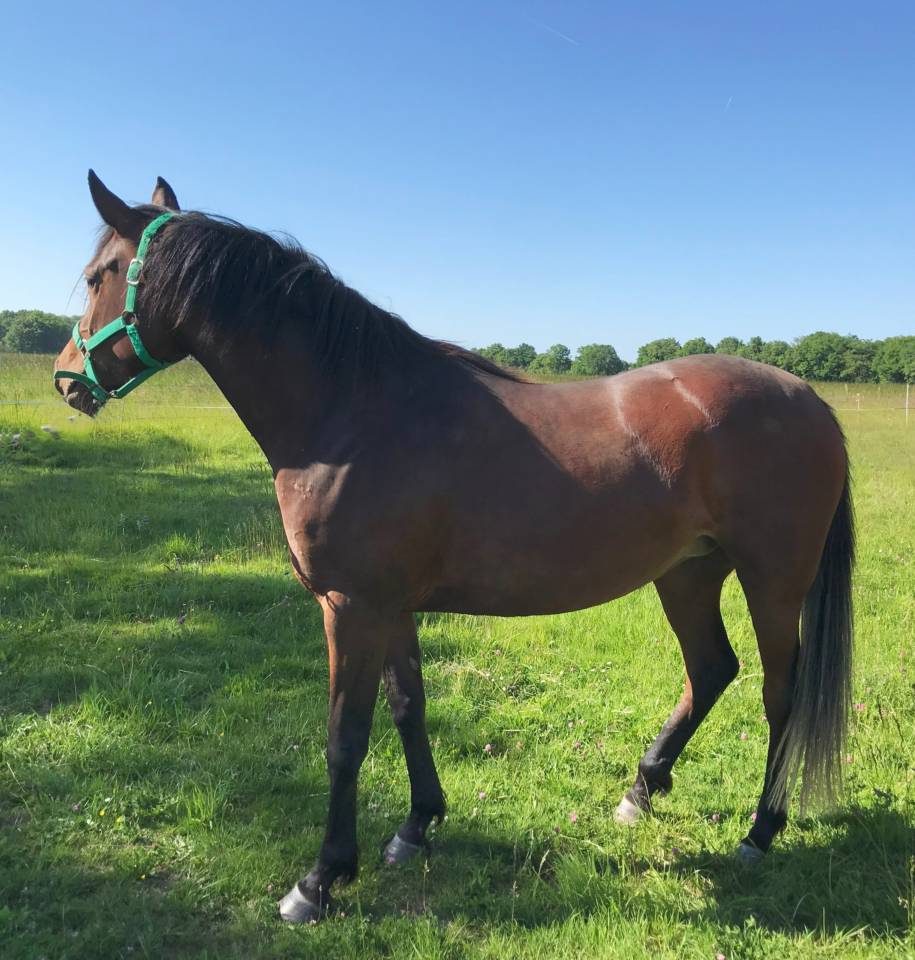 Merrie Arabier Te koop 2022 Donker bruin / bai ,  RAMSES ORIENTAL