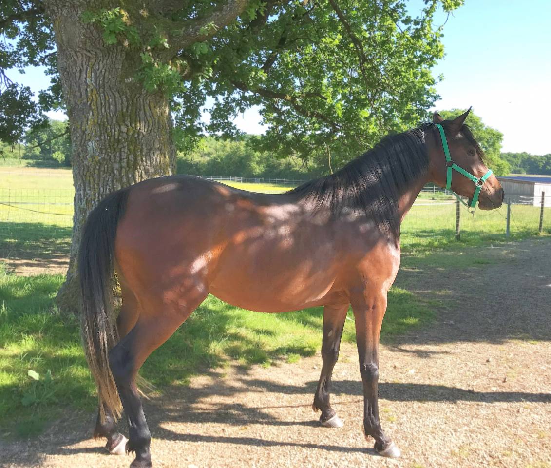 Merrie Arabier Te koop 2022 Donker bruin / bai ,  RAMSES ORIENTAL