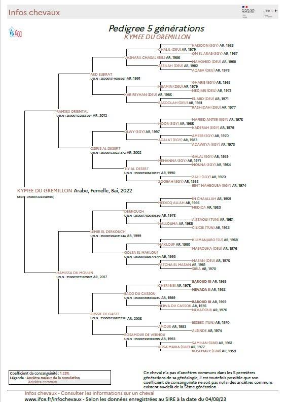 Merrie Arabier Te koop 2022 Donker bruin / bai ,  RAMSES ORIENTAL