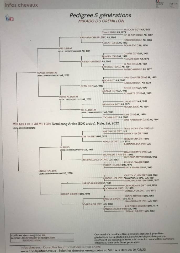 Ruin Arabisch halfbloed Te koop 2022 Donker bruin / bai ,  RAMSES ORIENTAL