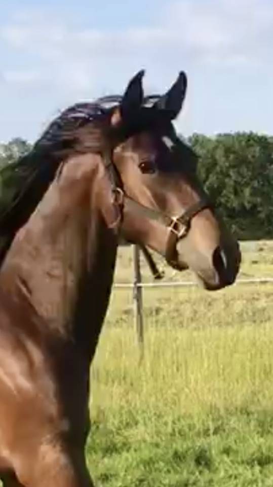 Ruin Arabisch halfbloed Te koop 2022 Donker bruin / bai ,  RAMSES ORIENTAL