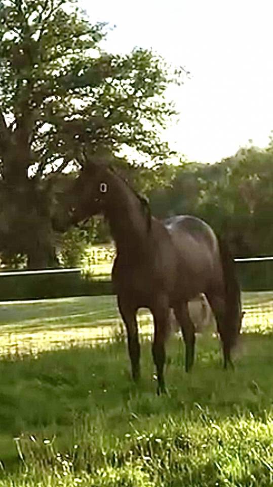 Ruin Arabisch halfbloed Te koop 2022 Donker bruin / bai ,  RAMSES ORIENTAL