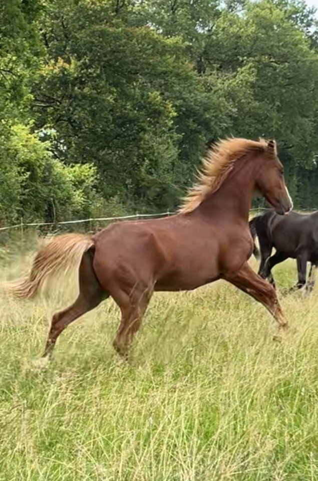 Ruin Arabisch halfbloed Te koop 2024 Vos ,  RAMSES ORIENTAL